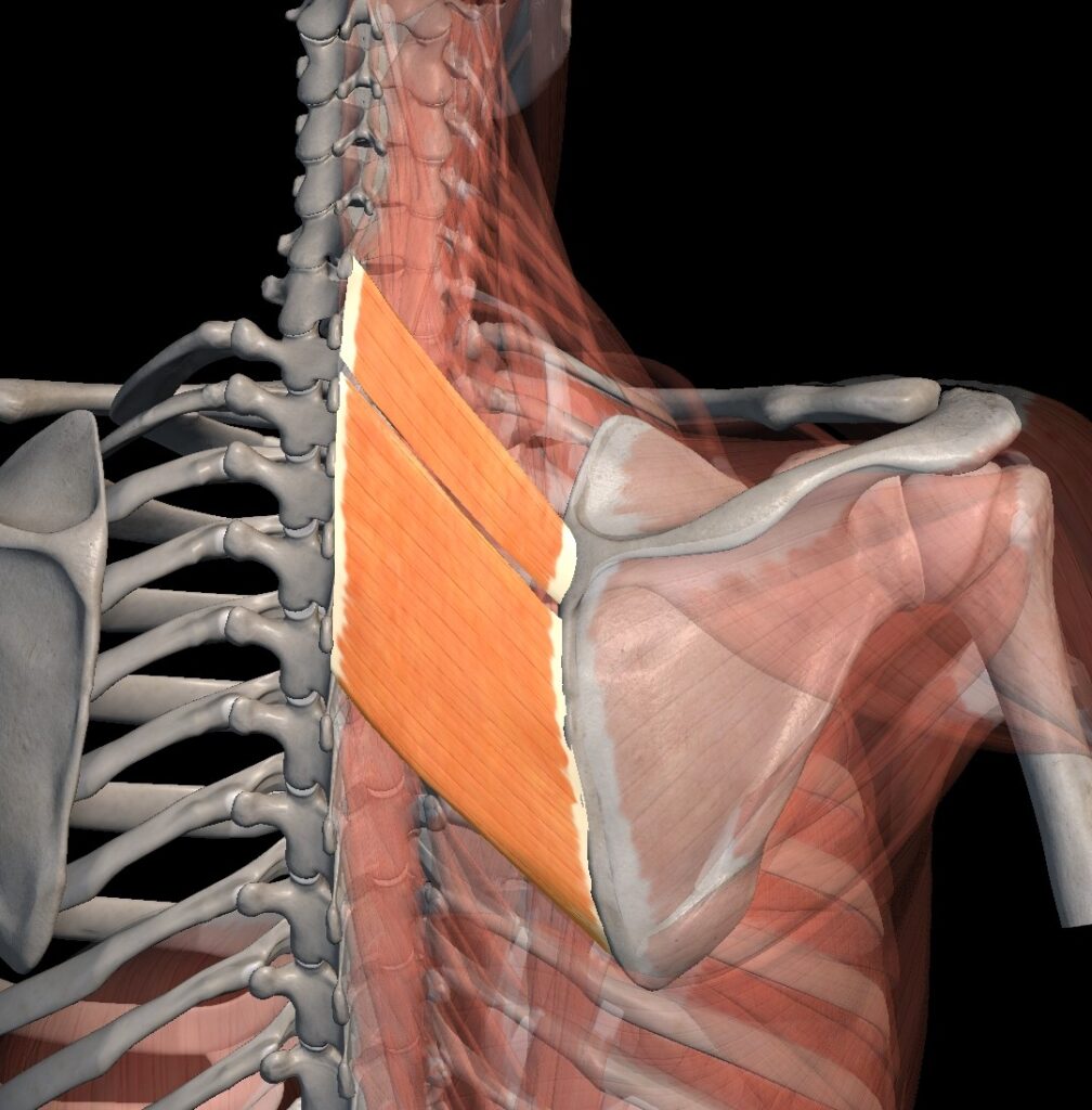 Les rhomboïdes : comprendre, relâcher et retrouver un dos fonctionnel